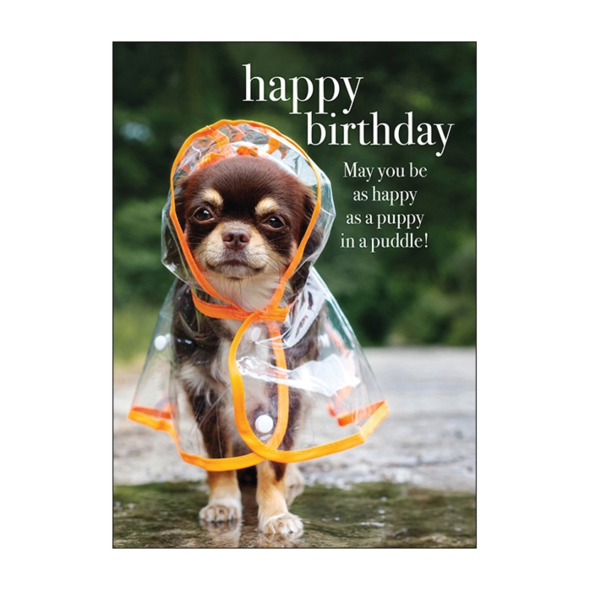 Puppy in a Puddle Birthday Card, Image 1