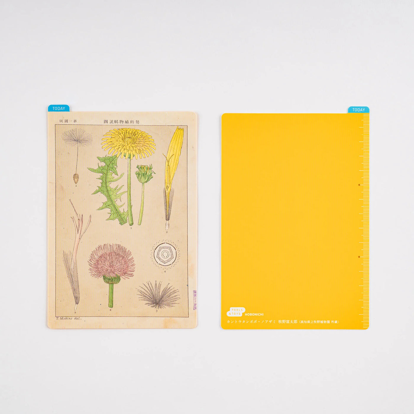 Tablero para lápices Hobonichi, tamaño A6 - Ilustraciones botánicas de Tomitaro Makino