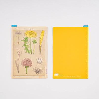 Tablero para lápices Hobonichi, tamaño A6 - Ilustraciones botánicas de Tomitaro Makino