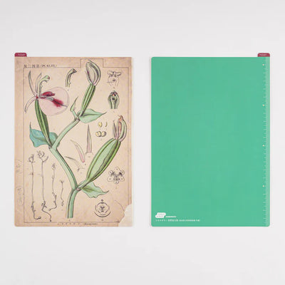 Hobonichi Pencil Board, A5 - Tomitaro Makino Botanical Illustrations