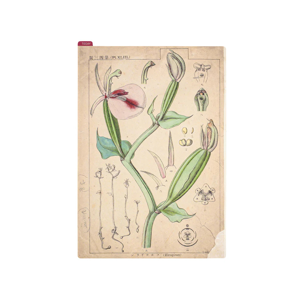 Hobonichi Pencil Board, A5 - Tomitaro Makino Botanical Illustrations