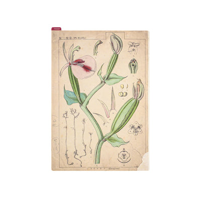 Hobonichi Pencil Board, A5 - Tomitaro Makino Botanical Illustrations