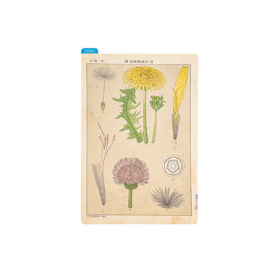 Hobonichi Pencil Board, A6 - Tomitaro Makino Botanical Illustrations